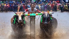 Sapi_Brujul_Probolinggo