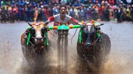 Sapi_Brujul_Probolinggo