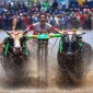 Sapi_Brujul_Probolinggo