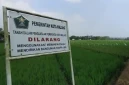 Sawah Milik Pemerintah Kota (Pemkot) Malang (Dok: Istimewa).