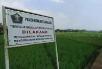 Sawah Milik Pemerintah Kota (Pemkot) Malang (Dok: Istimewa).