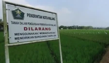Sawah Milik Pemerintah Kota (Pemkot) Malang (Dok: Istimewa).