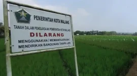 Sawah Milik Pemerintah Kota (Pemkot) Malang (Dok: Istimewa).