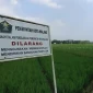 Sawah Milik Pemerintah Kota (Pemkot) Malang (Dok: Istimewa).
