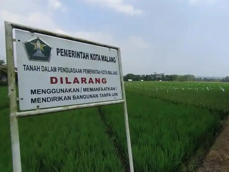 Sawah Milik Pemerintah Kota (Pemkot) Malang (Dok: Istimewa).