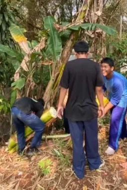 Pelepah Pisang Jadi Bahan Belajar Sains dan Teks Prosedur di SMPN 1 Sukatani Purwakarta, Terapkan TdBA dan Team Teaching